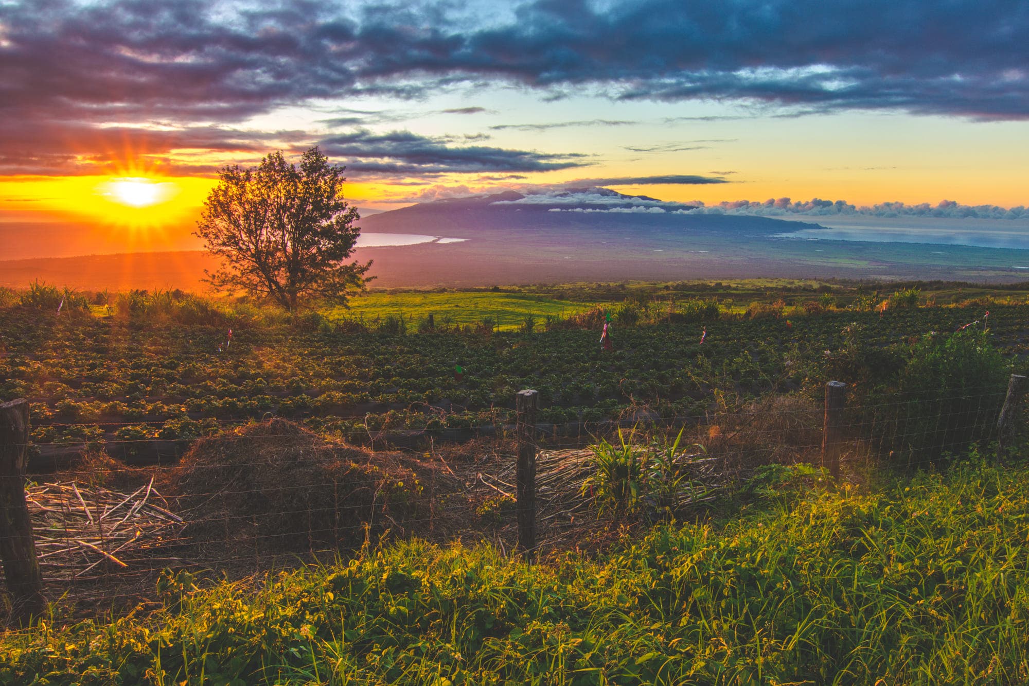 Maui island in Hawaii.